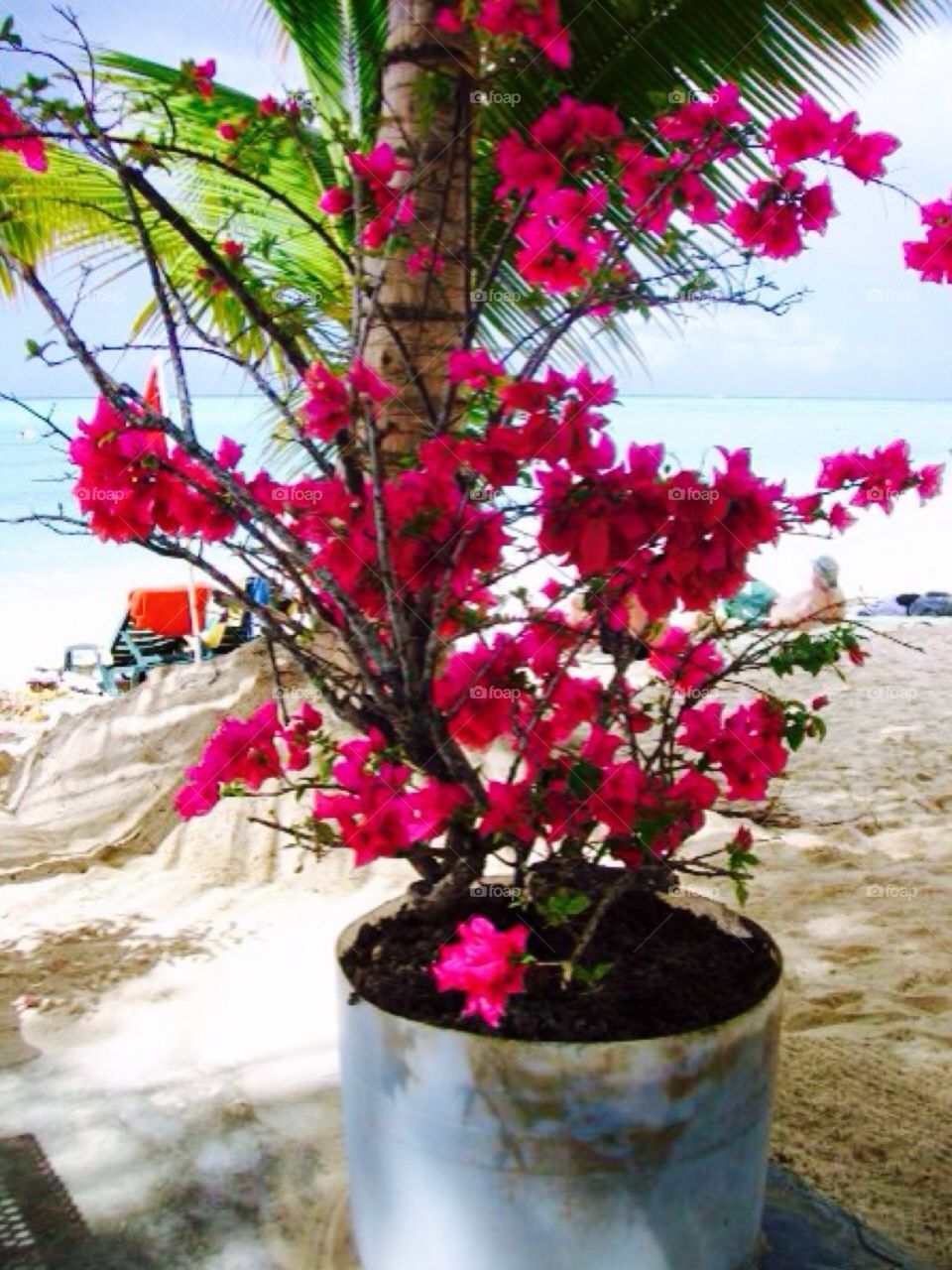 Beach flowers . Tobago 