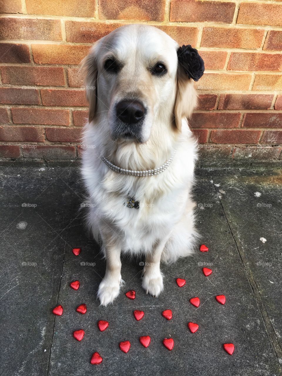 Dog, Pet, Canine, Animal, Domestic