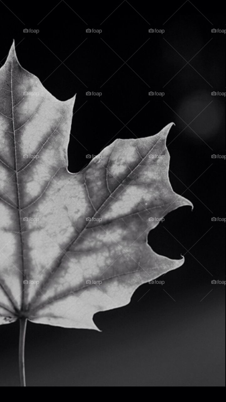 leaf