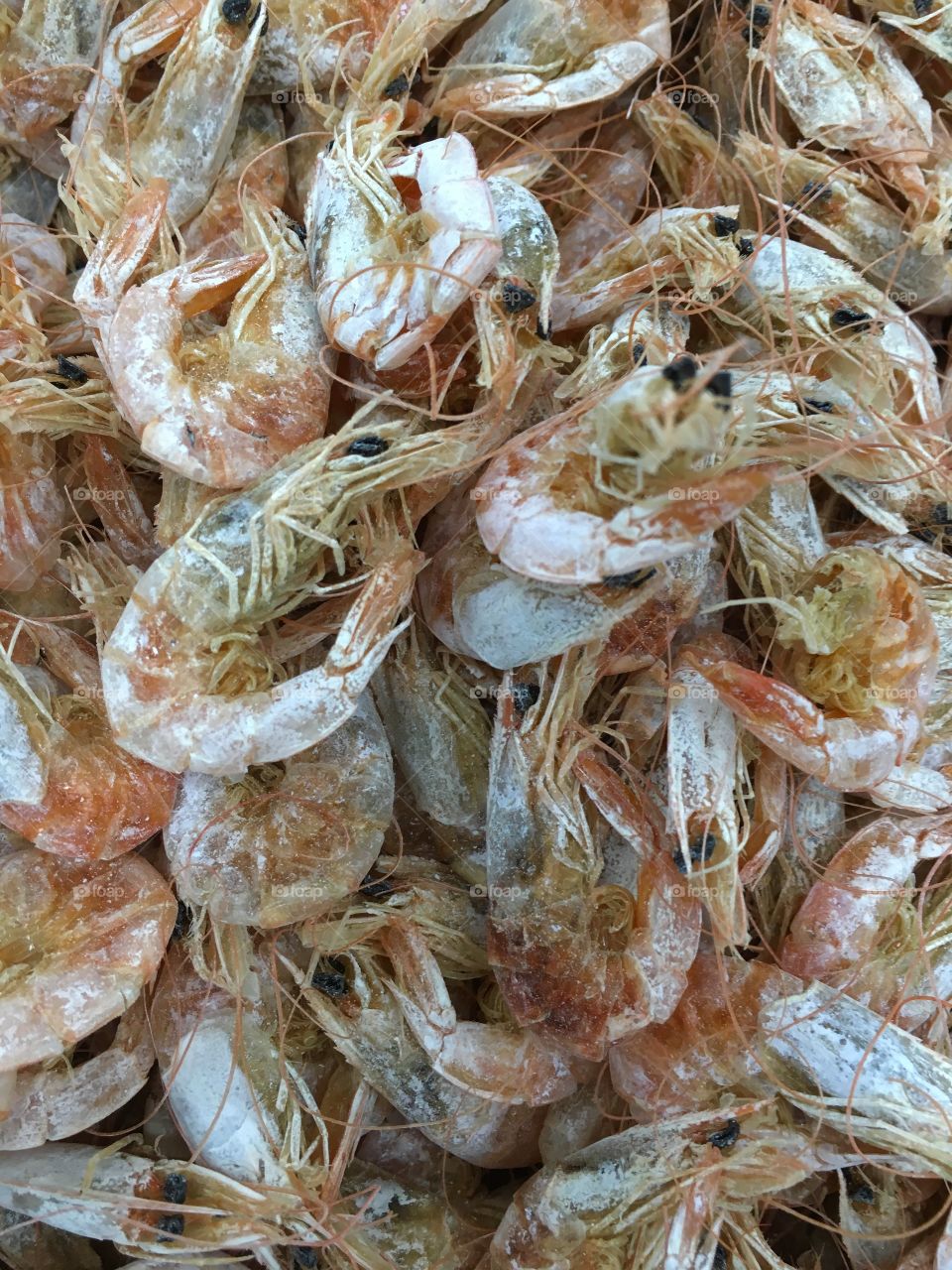 Dried Shrimp