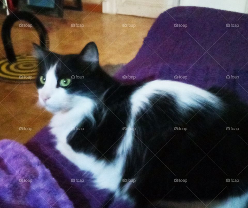 Black and white furry cat looking at the camera