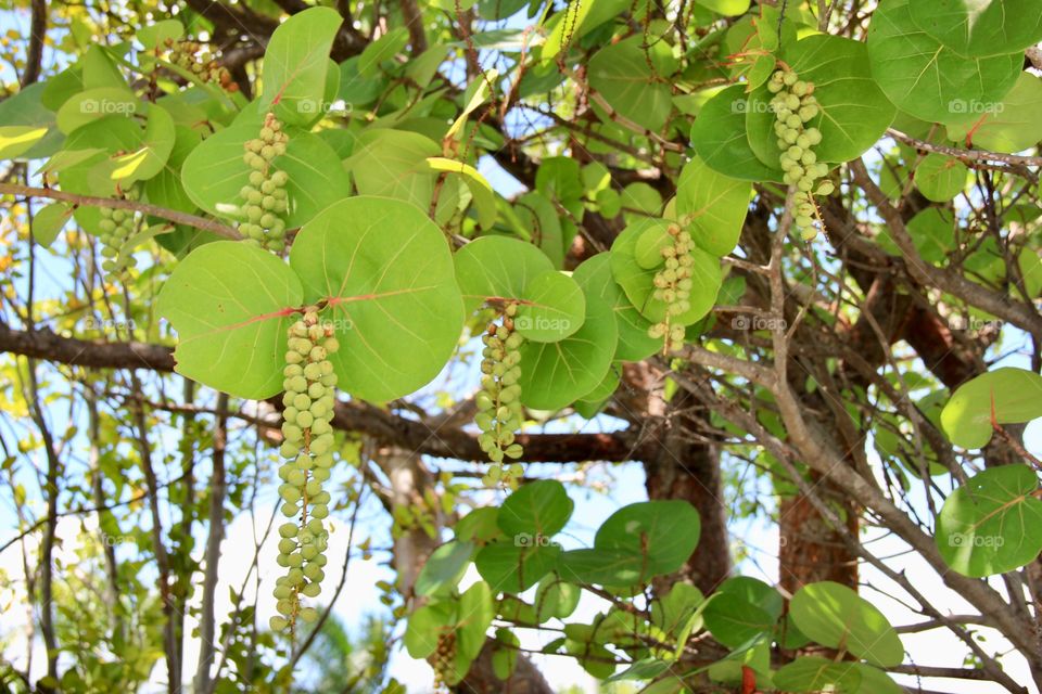 Tropical fruits