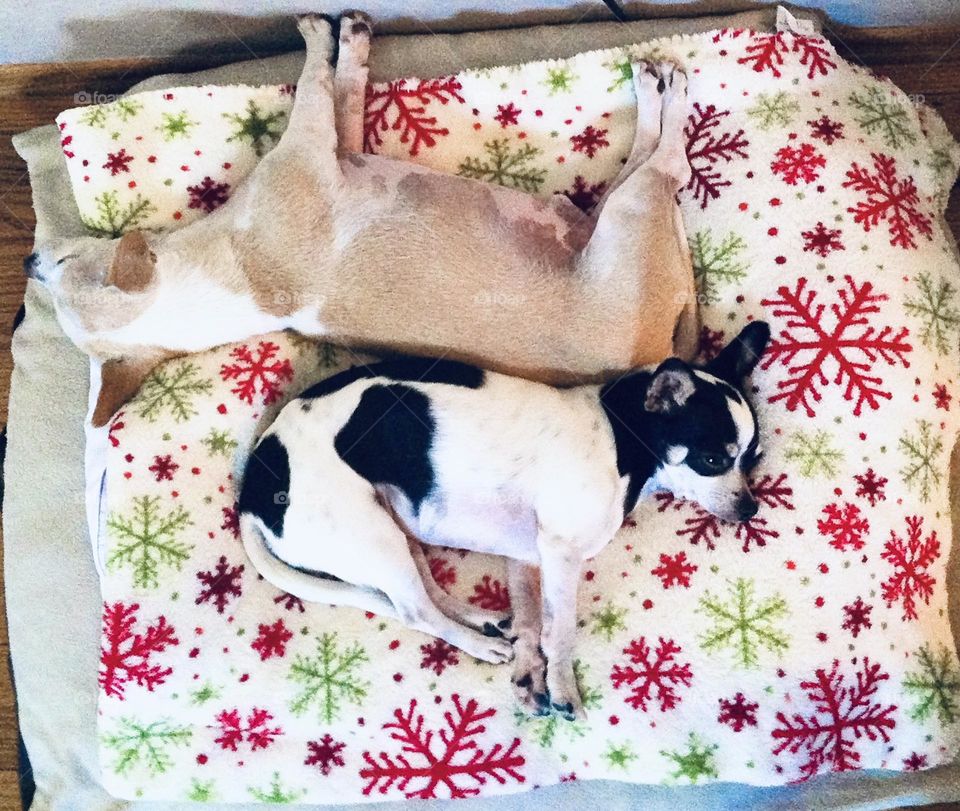 Merry Puppy Xmas & To all a Good Night 🐾