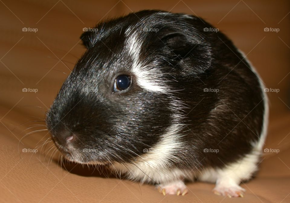 Close-up of guinea pig