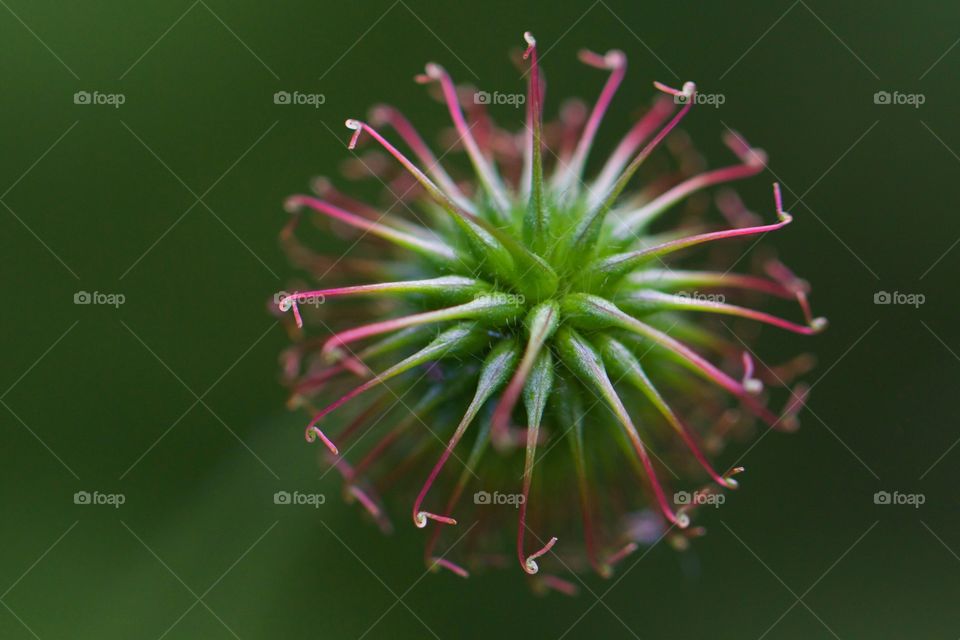High view of a dandelion flower