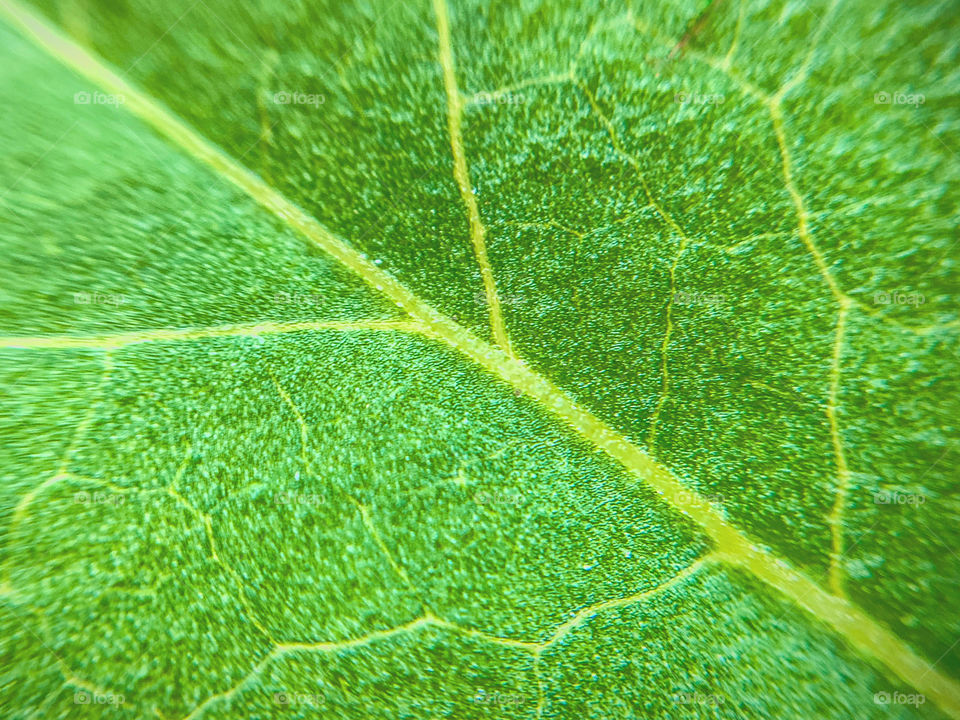 Macro photography: Symmetry in bean leaf