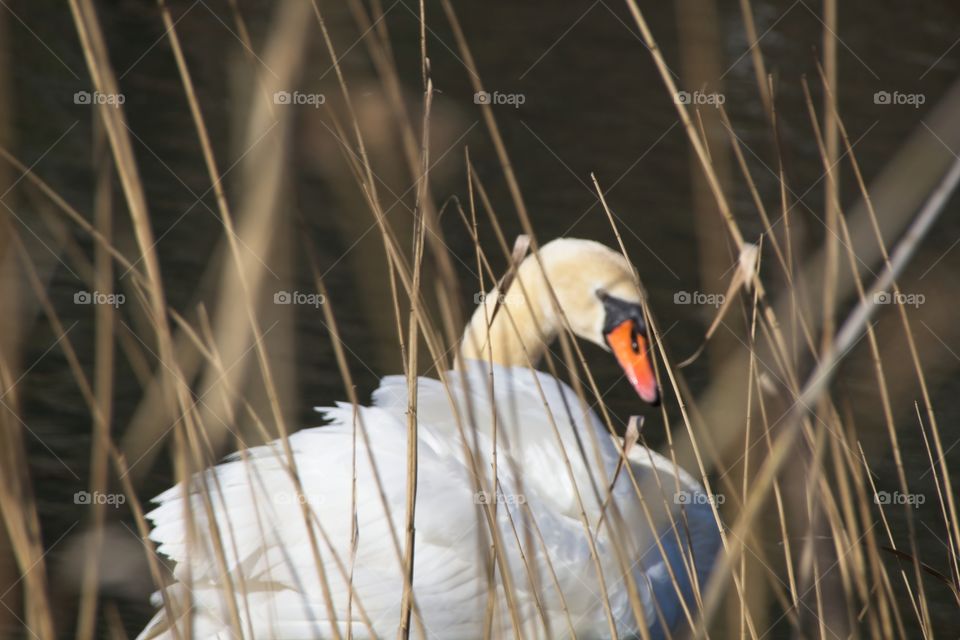 close up of a white swan