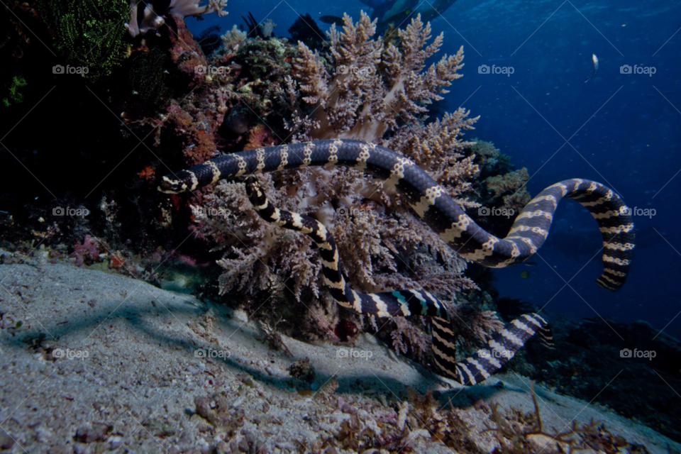 reptile philippines underwater bohol by paulcowell