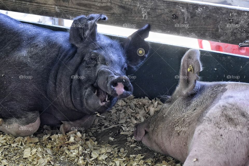 Laughing Pig