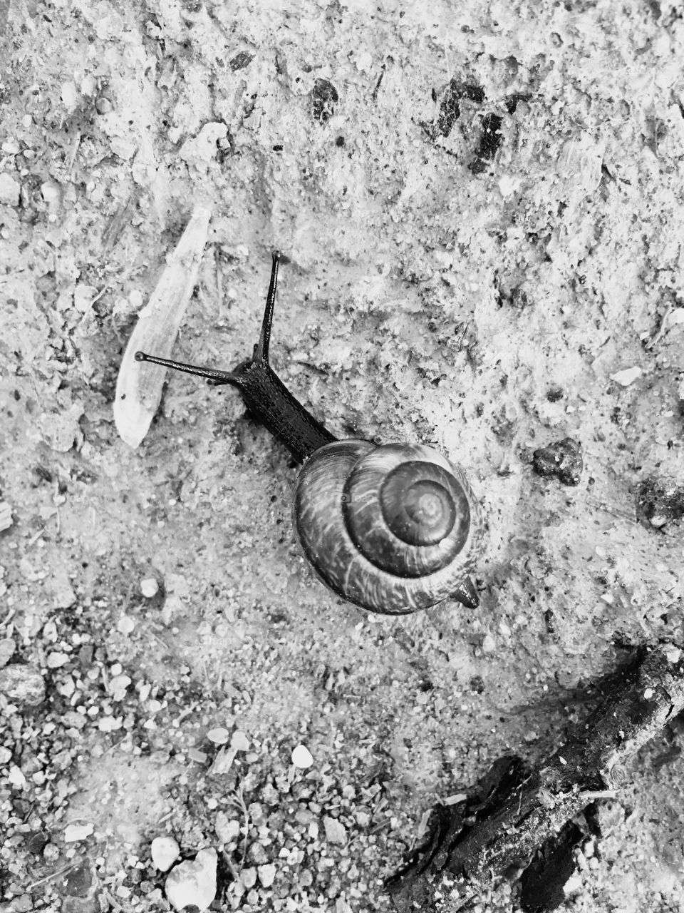 snail in the sand