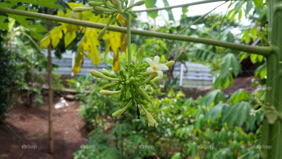 papaya fruit flower photo