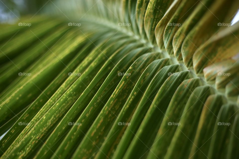 Leaf of palm