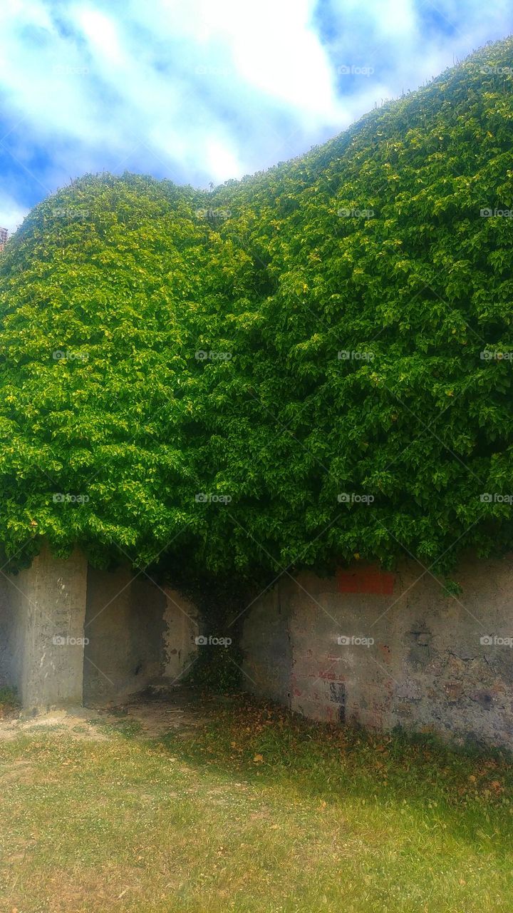 A tree on the monastery wall