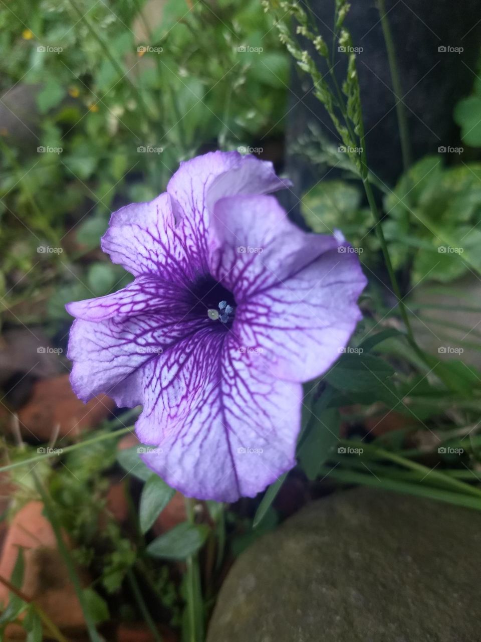 violet flower