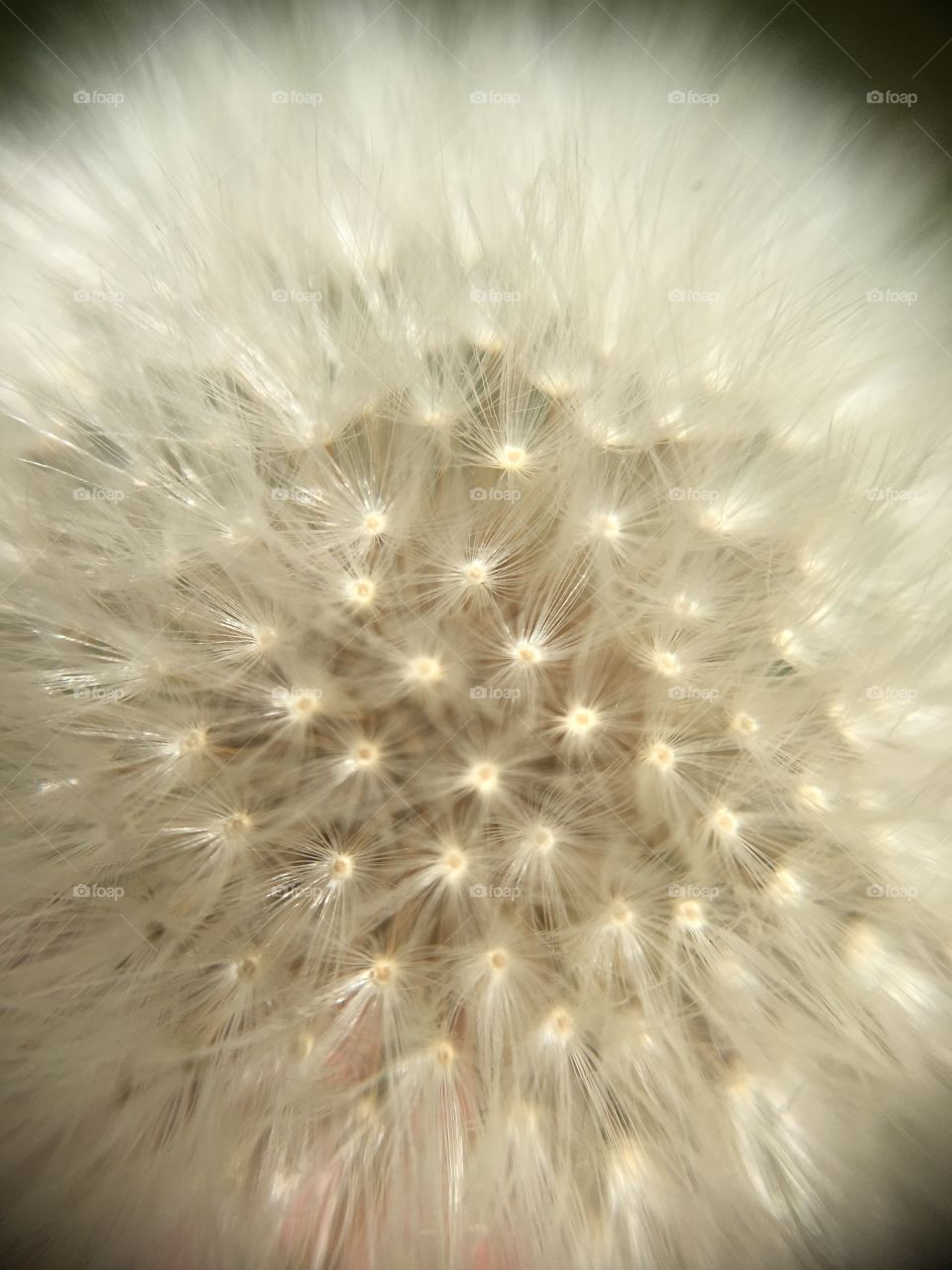 Dandelion fuzz