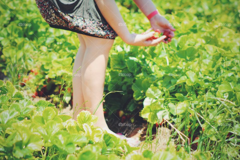 Lady working in the garden picking strawberries 