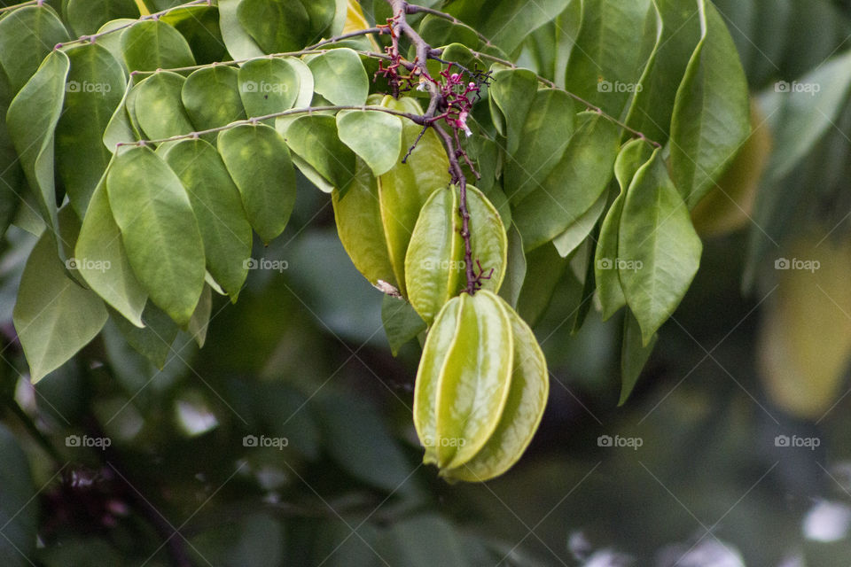 Star fruit growing on a tree