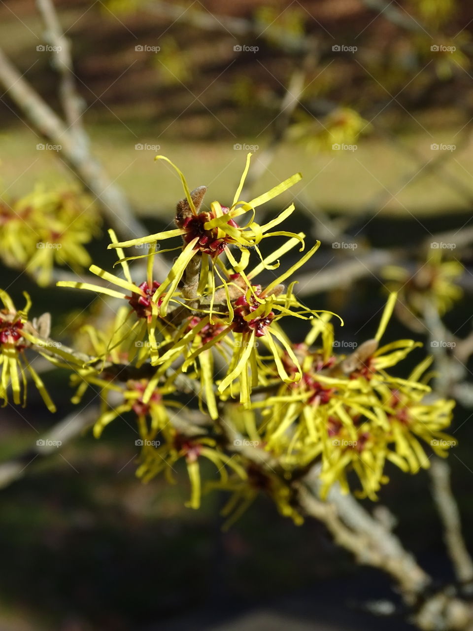 Kurpark in Bad Wildbad