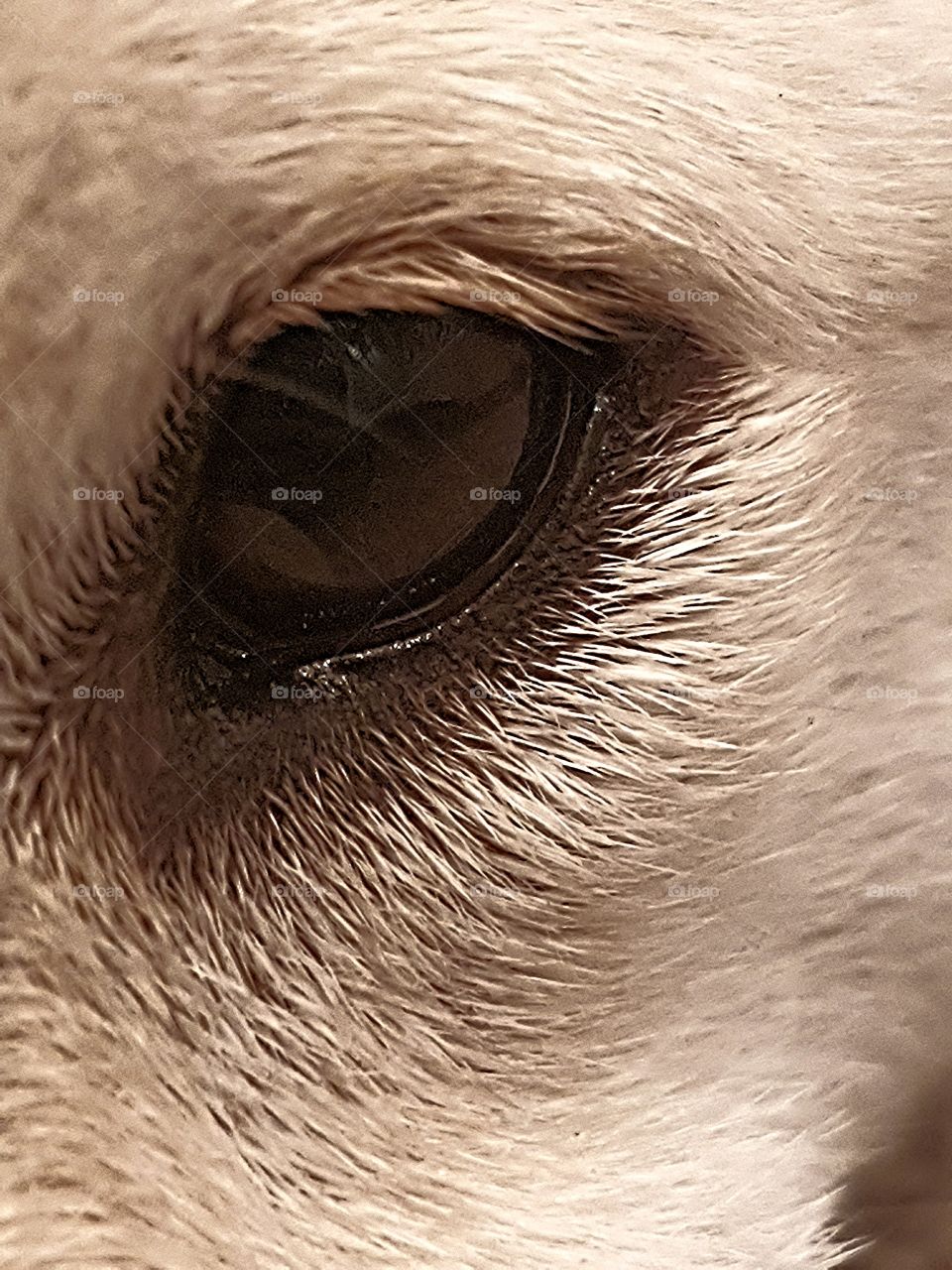 Dogs eye