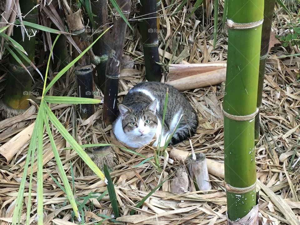 Stray kitty relaxing in the bamboo