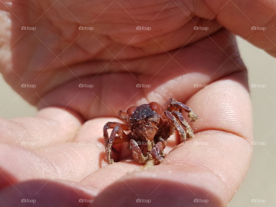 Close up with a Soldier crab