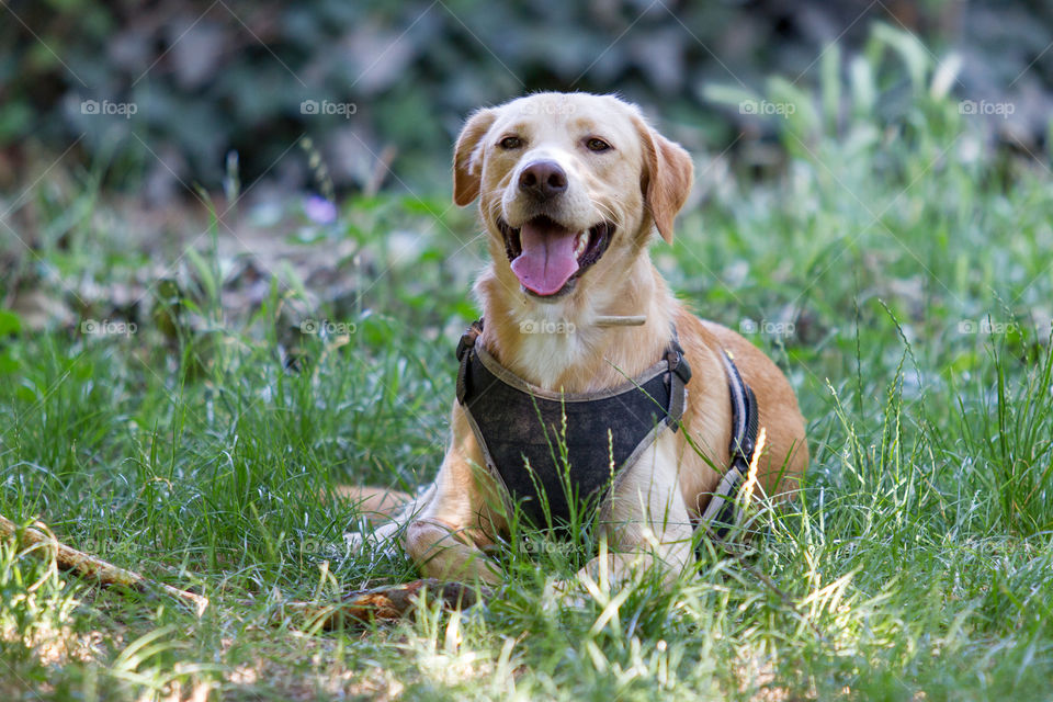 Dog resting in grass