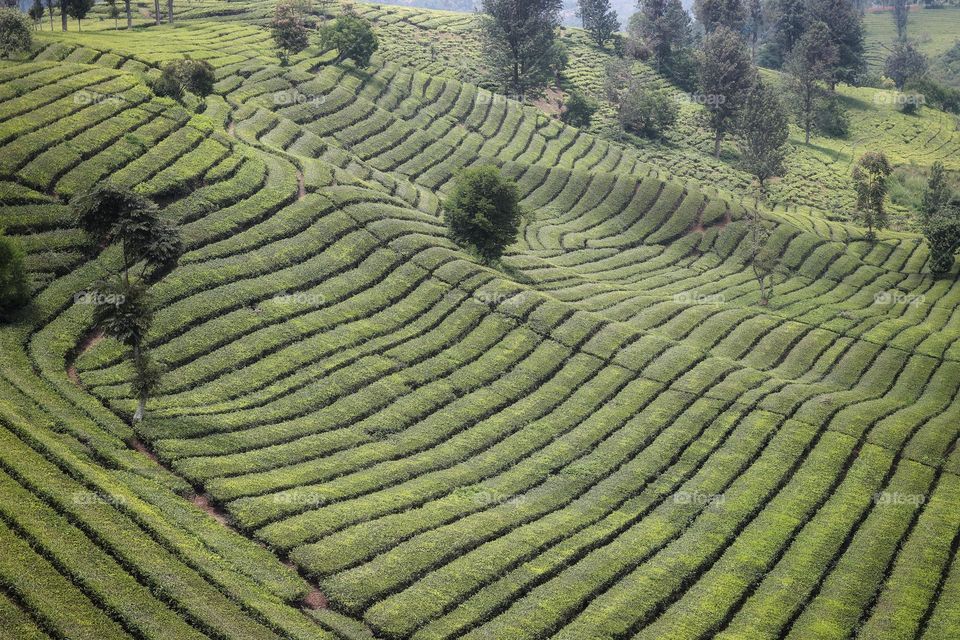 tea plantation