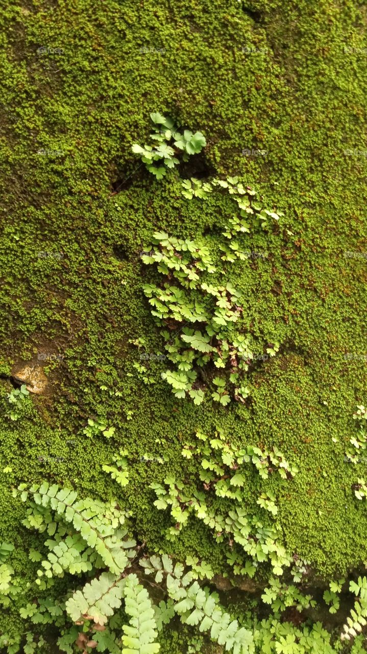 Adiantum capillus-veneris