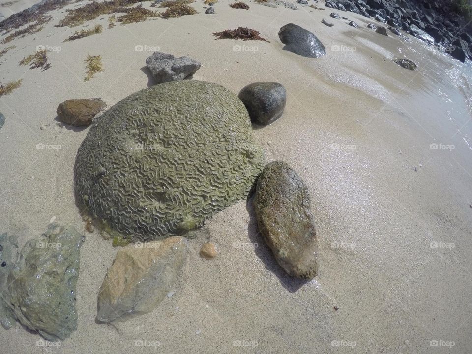 Rock Turtle