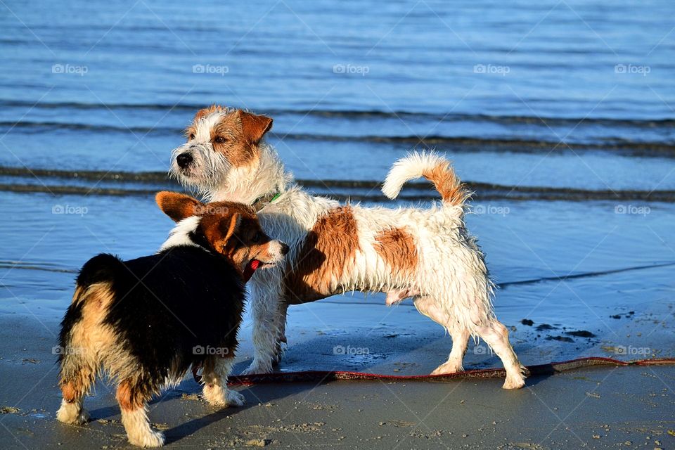 Dogs at the beach