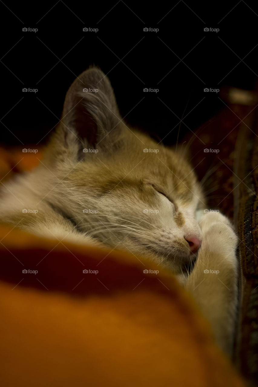 A little cat sleeping under a warm blanket in autumn.