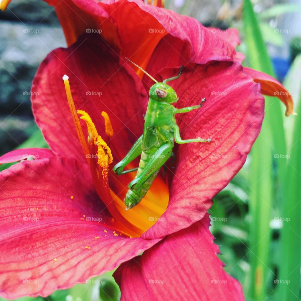 A yes young grasshopper 