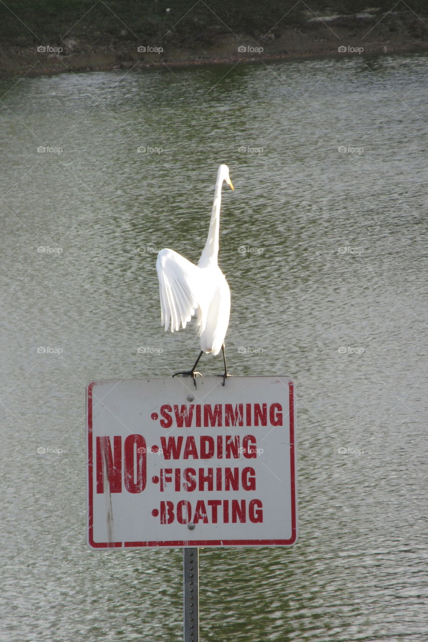 white Crane