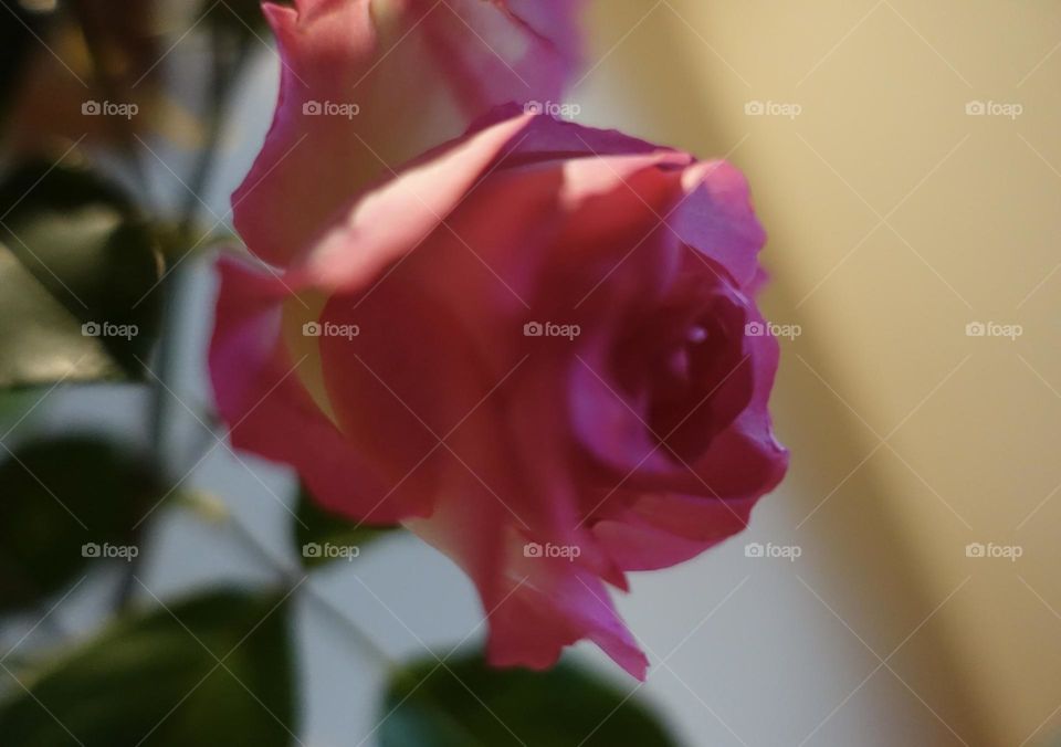 A pink rose
