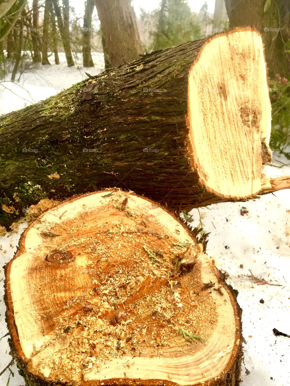 sawn wood