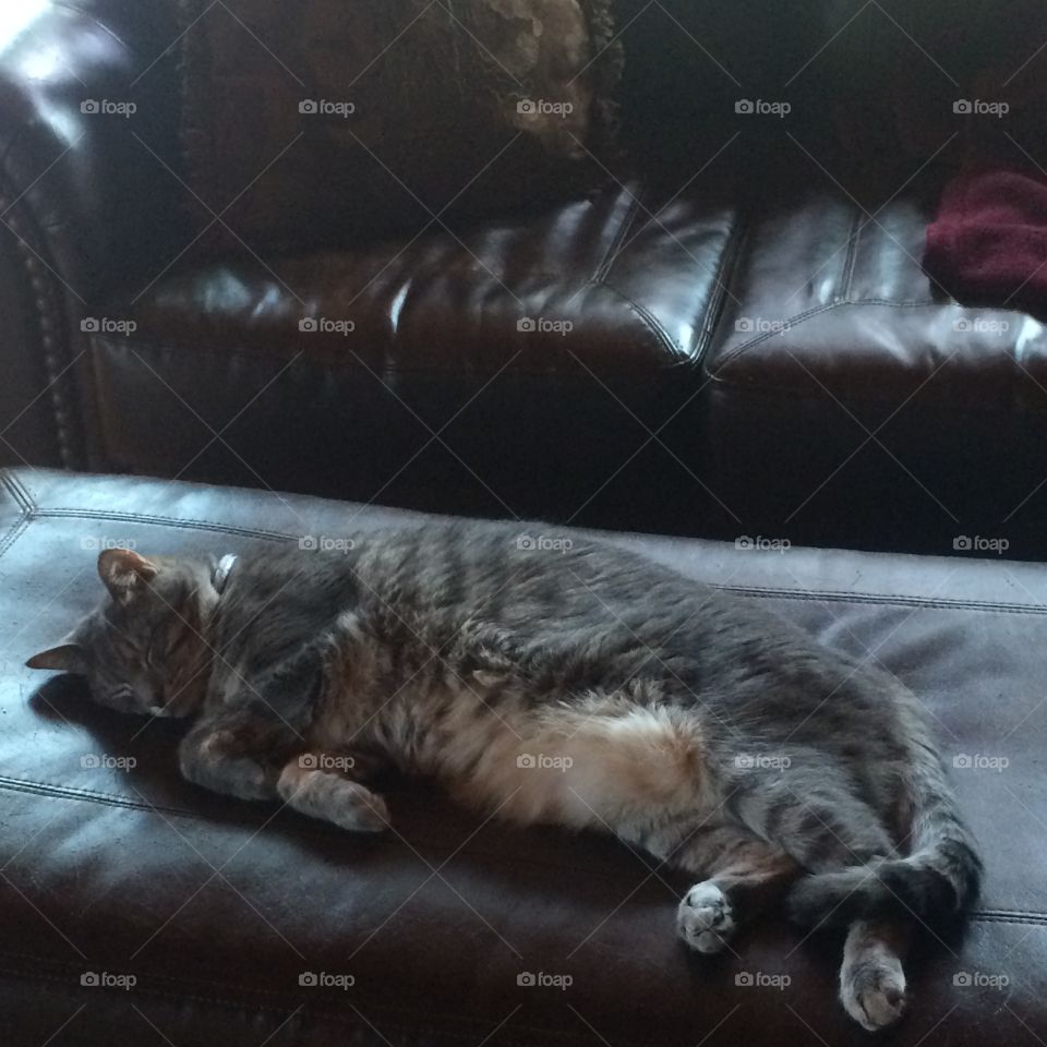 My Leo stretching out on the leather automon enjoying the day. 