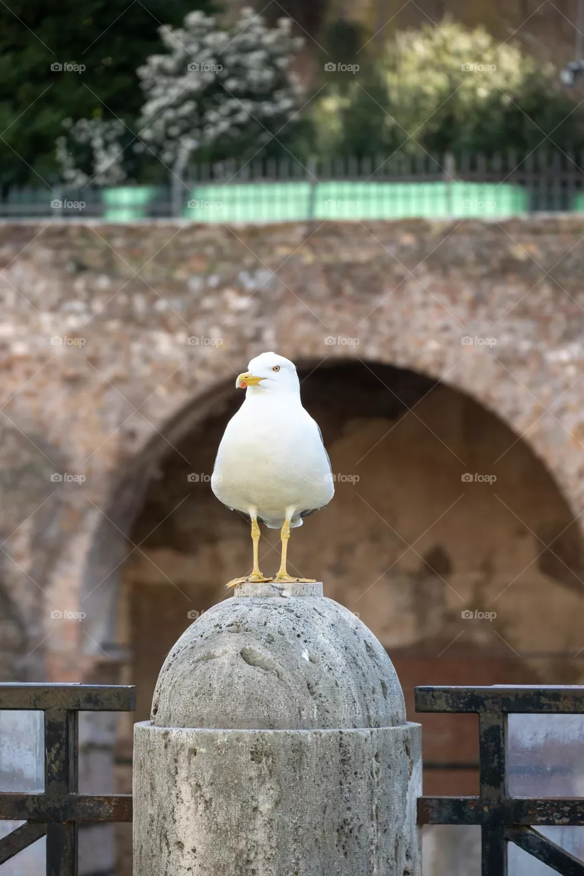 Bird