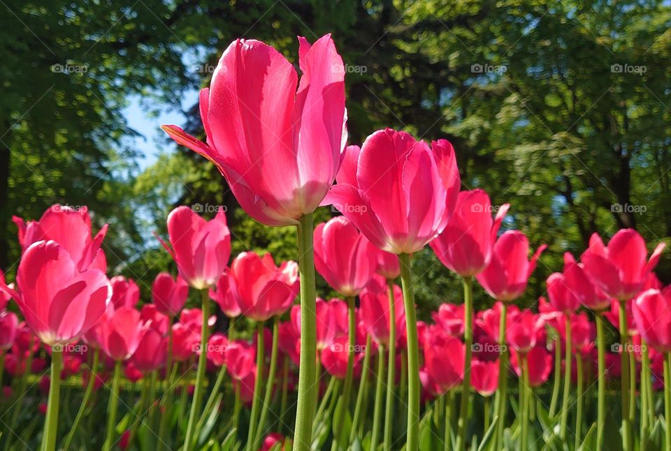 Tulip field🌷🌷