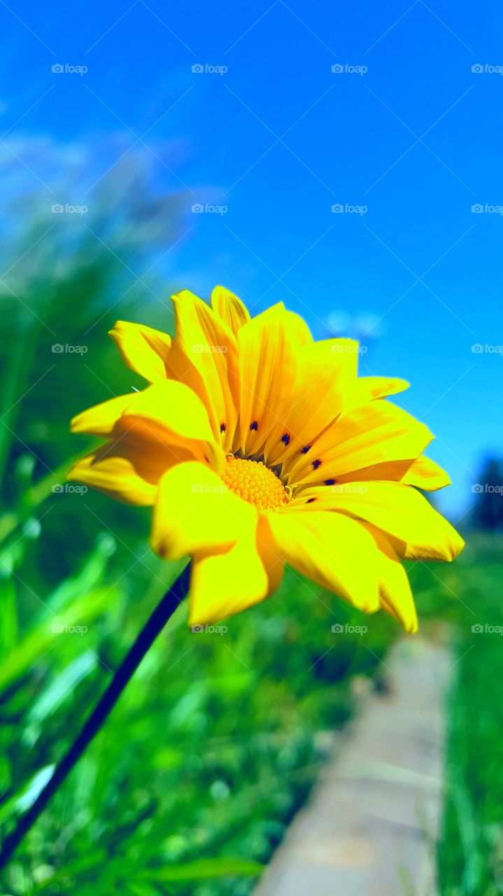 yellow flower