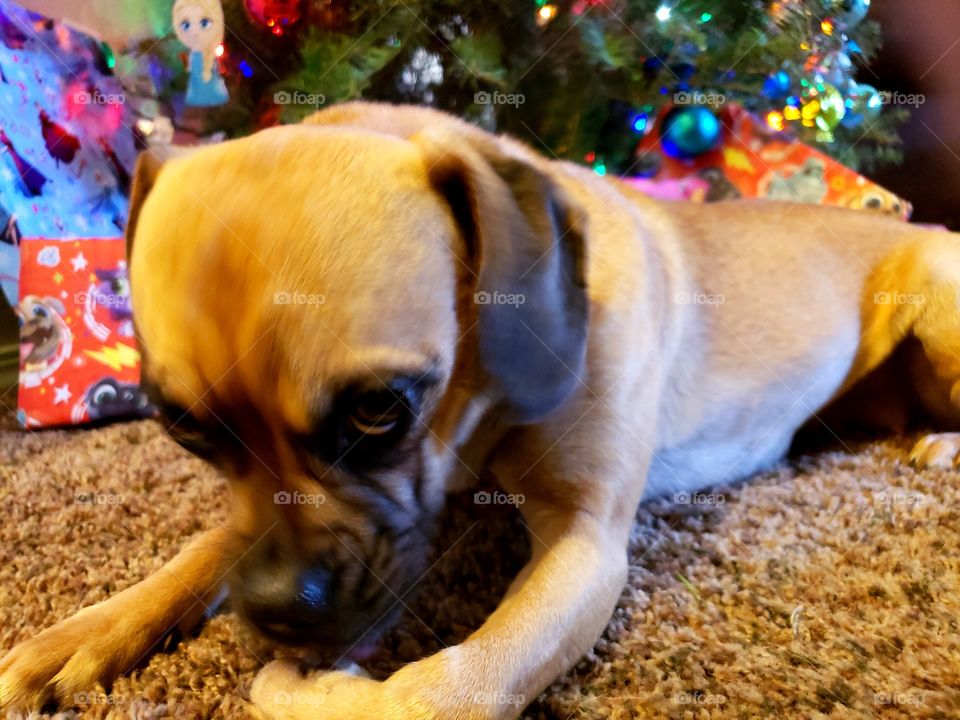 pug in front of Christmas tree licking paw