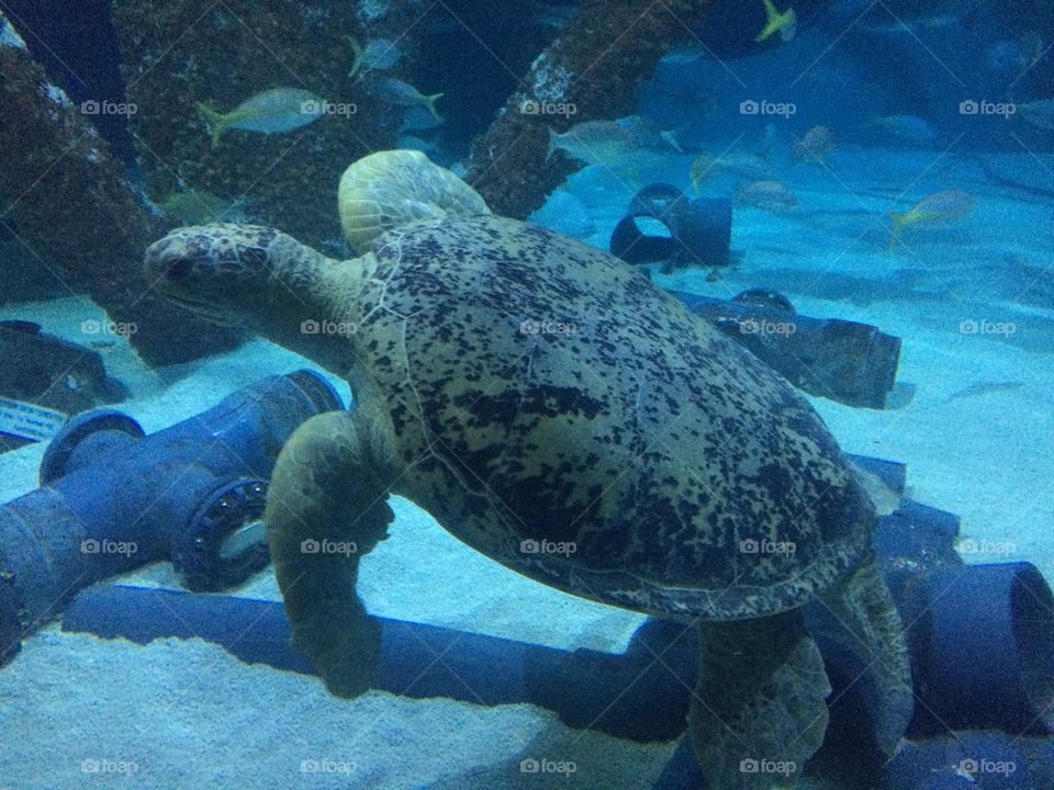 Aquarium turtle