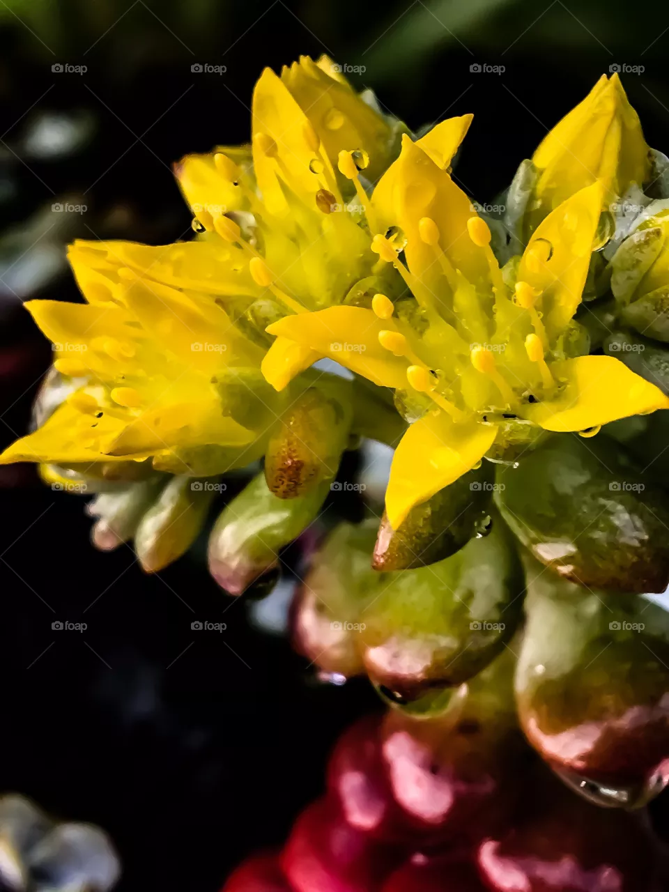 Sedum