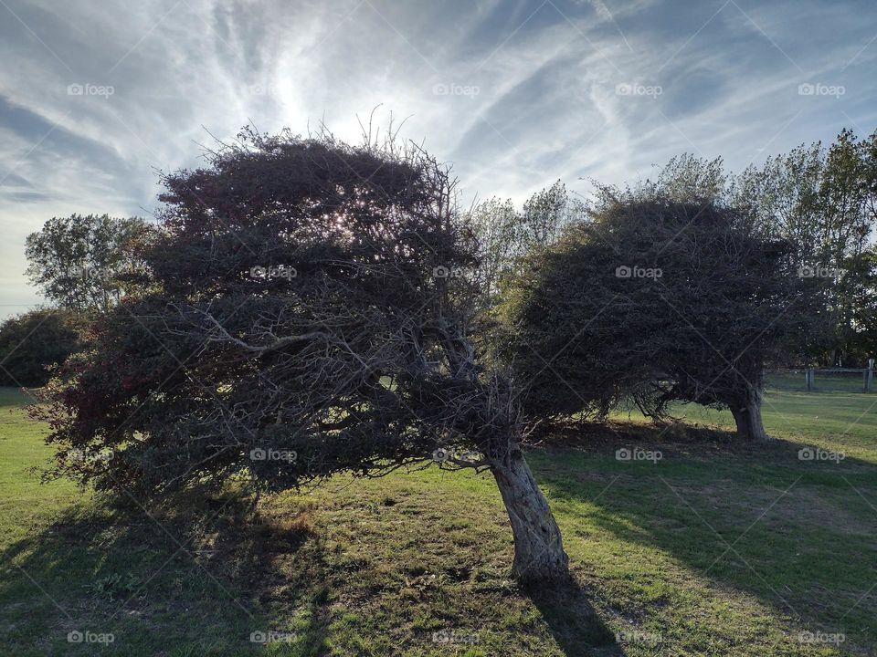 Hawthorn trees on the seaside look