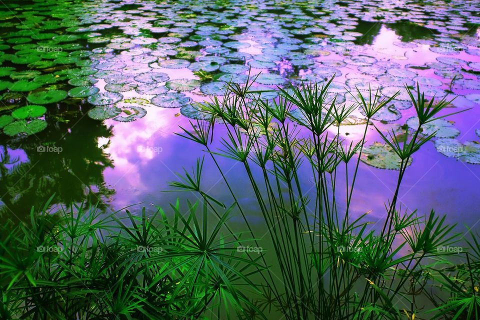 Waterlilies floating in pond