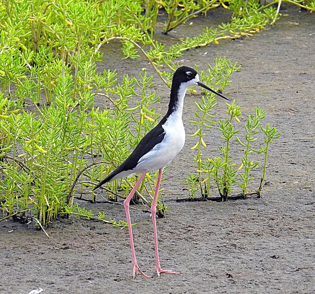 bird