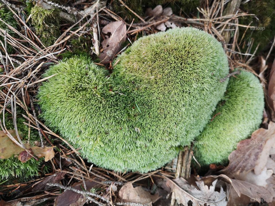 When you find a heart in nature. I'm convinced that love is everywhere and  It is necessary to have the ability to recognize love