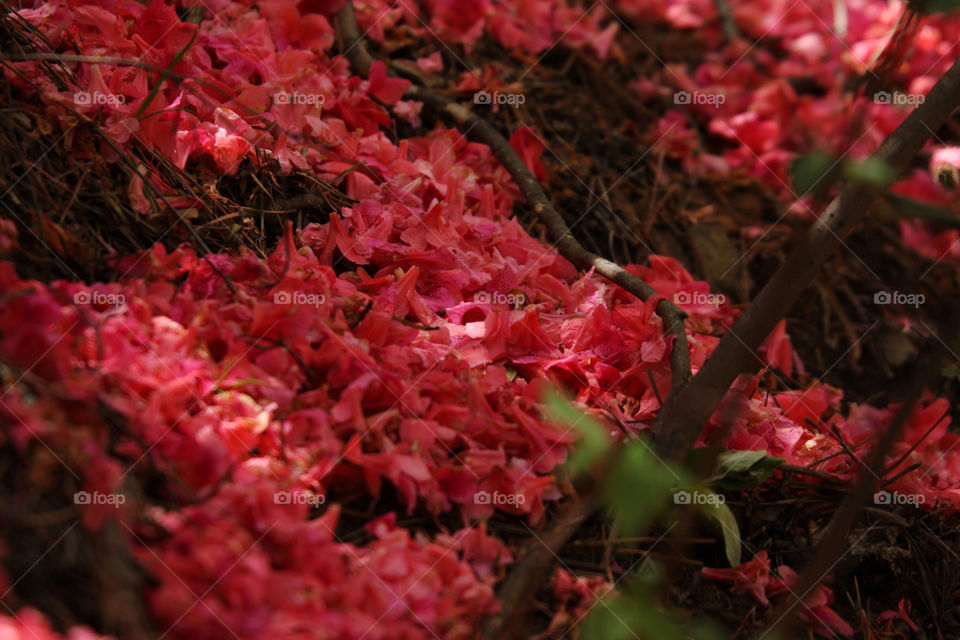 Red leaves