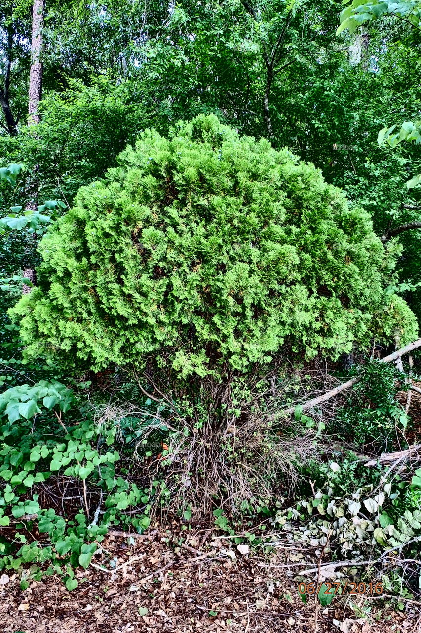 Green bush growing in forest