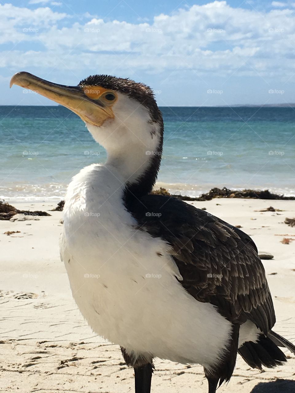 South Australian Pied Cormorant in wild on beach closeup