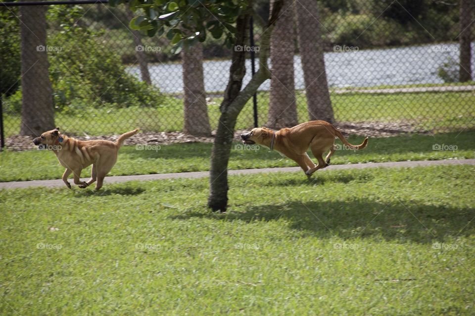 Mammal, Animal, Grass, Wildlife, One